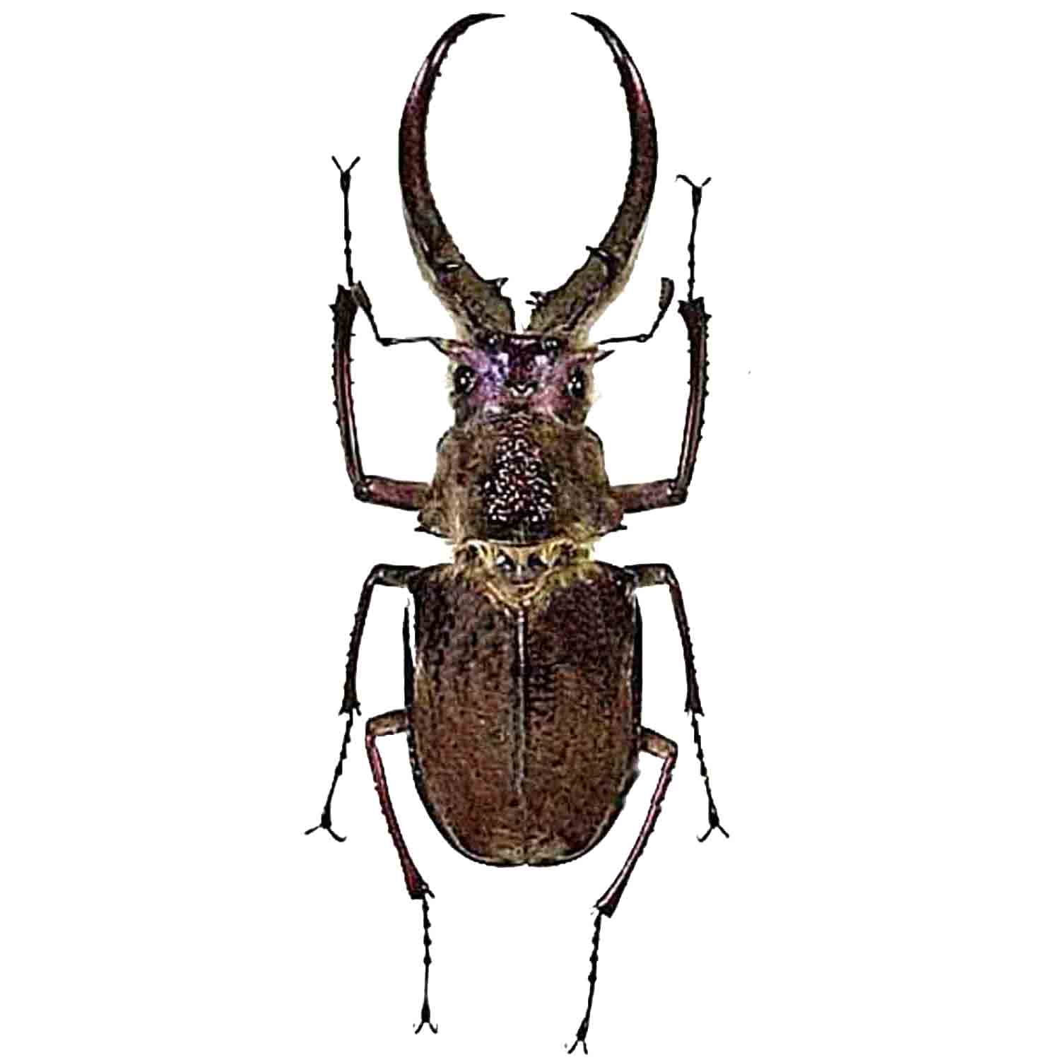 標本 Ecuador Sphaenognathus kolbei 34mm L'Arca di Noè - Sphaenognathus feisthamelii (1) Stag Beetle